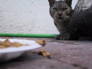cat enjoying snookums!