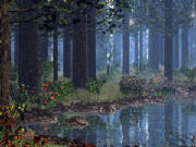 forrest.jpg